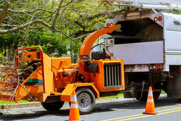 Best Firewood Processing and Delivery  in Loughman, FL